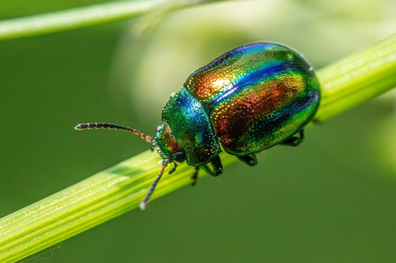 Pest prevention methods