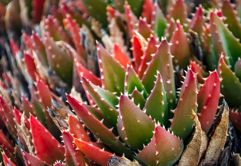 Succulent Arrangements
